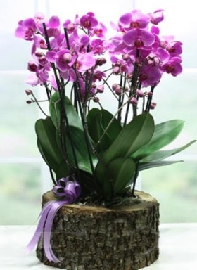 Ktk ierisinde 6 dall mor orkide  stanbul Kadky ucuz iek gnder 