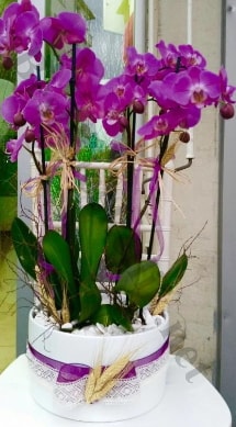 Seramik vazoda 4 dall mor lila orkide  stanbul Kadky online iek gnderme sipari 