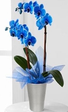Seramik vazo ierisinde 2 dall mavi orkide  stanbul Kadky iek , ieki , iekilik 
