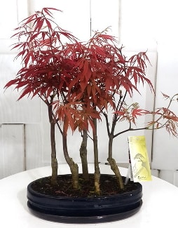 5 adet japon akaaa bonsai iei  stanbul Kadky iek sat 