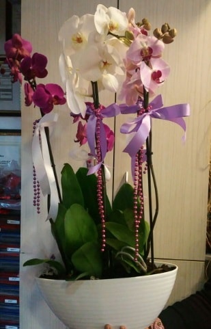 Mor ve beyaz ve pembe 6 dall orkide  stanbul Kadky ucuz iek gnder 