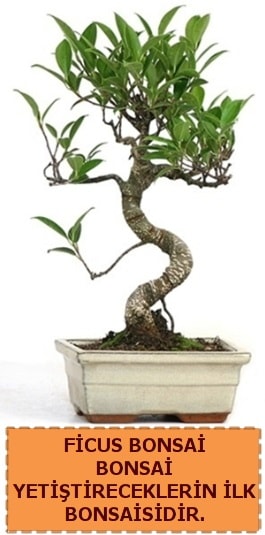 Ficus bonsai 15 ile 25 cm arasndadr  stanbul Kadky iek yolla 