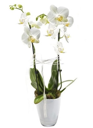 2 dall beyaz seramik beyaz orkide sakss  stanbul Kadky iek gnderme sitemiz gvenlidir 