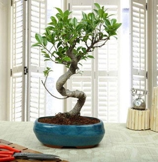 Amazing Bonsai Ficus S thal  stanbul Kadky internetten iek siparii 