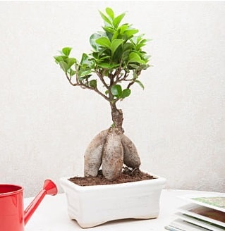 Exotic Ficus Bonsai ginseng  stanbul Kadky iek servisi , ieki adresleri 