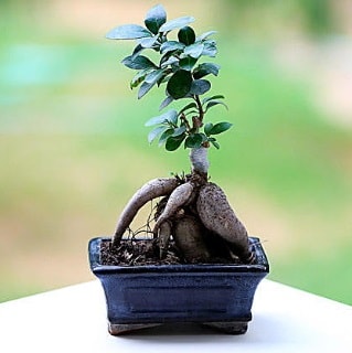Marvellous Ficus Microcarpa ginseng bonsai  İstanbul Kadıköy çiçek siparişi vermek 