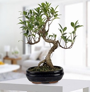 Gorgeous Ficus S shaped japon bonsai  İstanbul Kadıköy yurtiçi ve yurtdışı çiçek siparişi 
