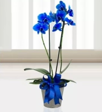 ift dall mavi orkide  stanbul Kadky iek sat 