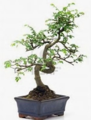 S gövde bonsai minyatür ağaç japon ağacı  İstanbul Kadıköy çiçek satışı 