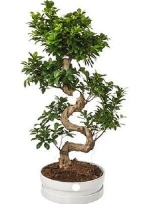 90 cm ile 100 cm civarı S peyzaj bonsai  İstanbul Kadıköy çiçek gönderme sitemiz güvenlidir 
