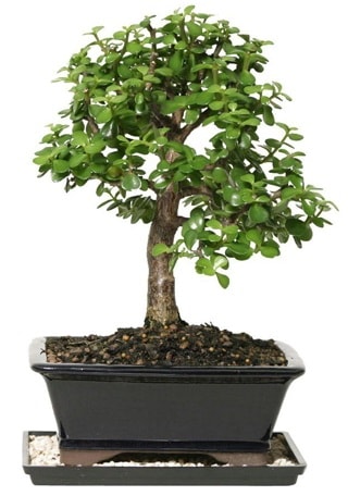 15 cm civar Zerkova bonsai bitkisi  stanbul Kadky iek siparii sitesi 