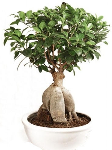 Ginseng bonsai japon aac ficus ginseng  stanbul Kadky nternetten iek siparii 
